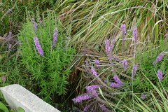 Lythrum salicaria