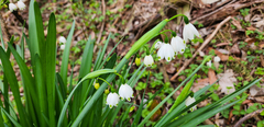 Leucojum aestivum