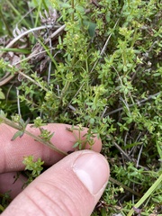 Galium porrigens