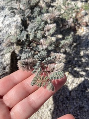 Dalea mollissima