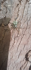 Neotama mexicana