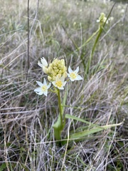 Toxicoscordion fremontii