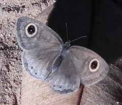 Ypthima asterope
