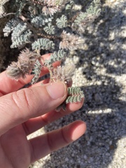 Dalea mollissima