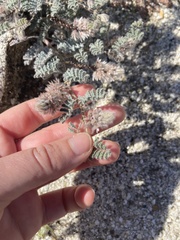Dalea mollissima
