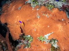 Spirastrella hartmani