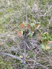 Heteromeles arbutifolia