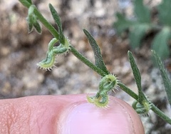 Pectocarya recurvata