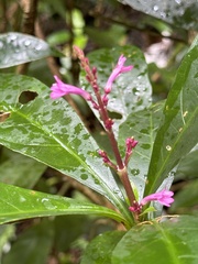 Odontonema callistachyum