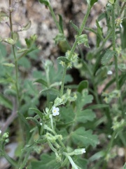 Pectocarya recurvata