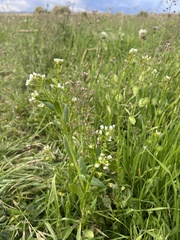 Thlaspi arvense