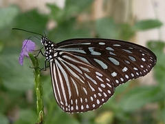 Ideopsis vulgaris