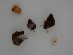 Potamopyrgus antipodarum