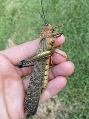 Tropidacris cristata
