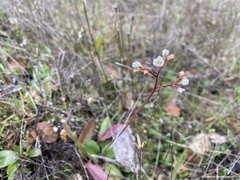 Micranthes californica
