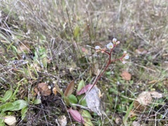 Micranthes californica