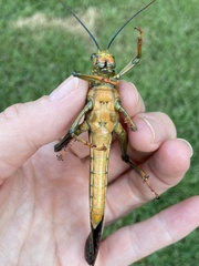 Tropidacris cristata