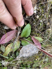 Micranthes californica