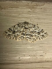 Ectropis crepuscularia