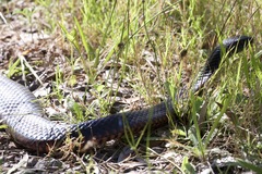 Pseudechis porphyriacus