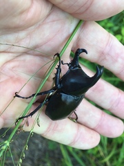 Xylotrupes australicus