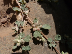 Glinus lotoides