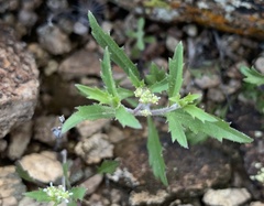 Lepidium lasiocarpum