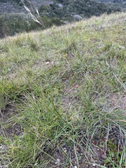 Stipa