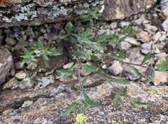 Lepidium lasiocarpum