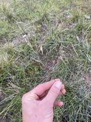 Stipa
