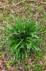 Leucojum aestivum