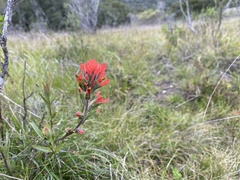 Castilleja affinis