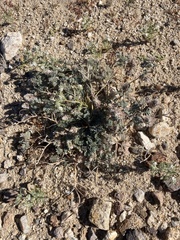 Dalea mollissima