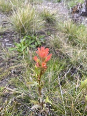 Castilleja affinis