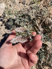 Dalea mollissima