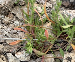 Calandrinia menziesii
