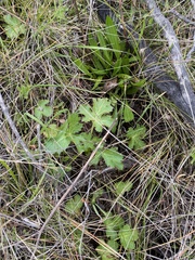 Sanicula crassicaulis