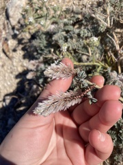 Dalea mollissima