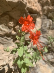 Epilobium canum
