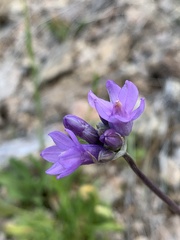 Dipterostemon capitatus pauciflorus