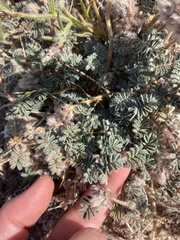 Dalea mollissima