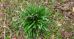 Leucojum aestivum