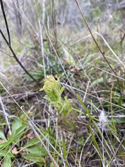 Castilleja affinis