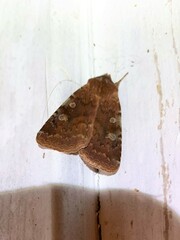 Cerastis tenebrifera