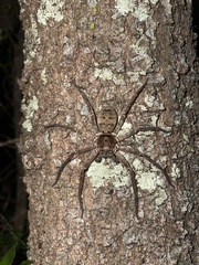 Heteropoda jugulans