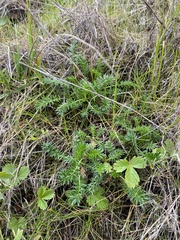 Acaena pinnatifida californica