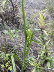 Toxicoscordion fremontii
