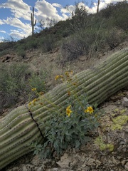 Carnegiea gigantea