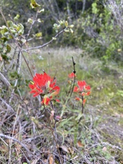 Castilleja affinis