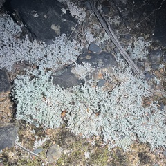 Stereocaulon corticatulum